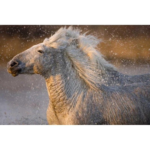 France, Provence Two Camargue horses running Gold Ornate Wood Framed Art Print with Double Matting by Zuckerman, Jim