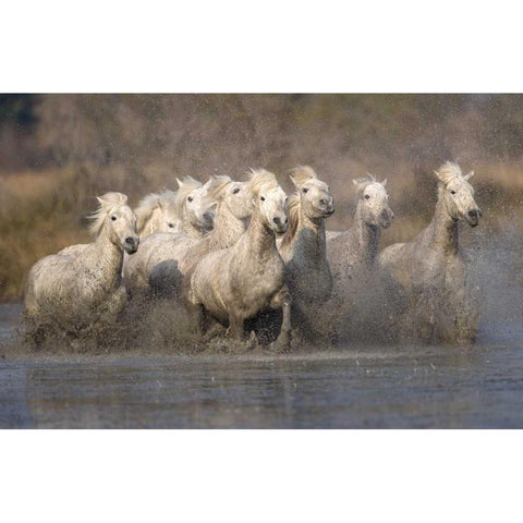 France, Provence White Camargue horses running Black Modern Wood Framed Art Print with Double Matting by Zuckerman, Jim