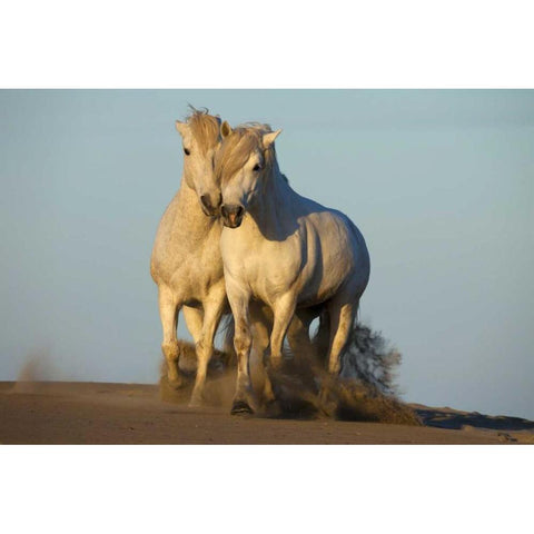 France, Provence Two white Camargue horses Black Modern Wood Framed Art Print by Zuckerman, Jim
