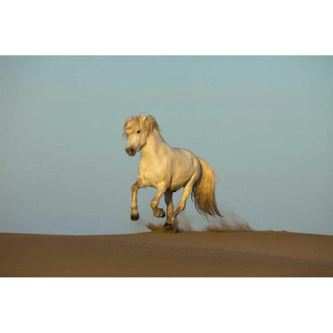 France, Provence Camargue horse running in sand Black Modern Wood Framed Art Print by Zuckerman, Jim