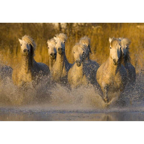 France, Provence White Camargue horses running Gold Ornate Wood Framed Art Print with Double Matting by Zuckerman, Jim
