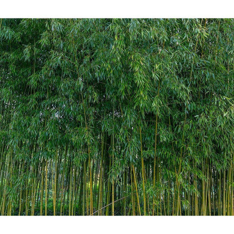 France-Giverny Bamboo forest in Monets Garden Gold Ornate Wood Framed Art Print with Double Matting by Jaynes Gallery