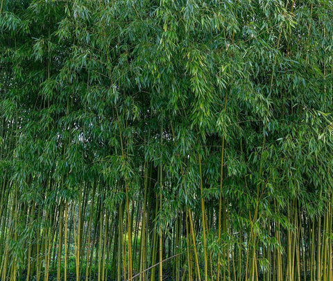 France-Giverny Bamboo forest in Monets Garden White Modern Wood Framed Art Print with Double Matting by Jaynes Gallery