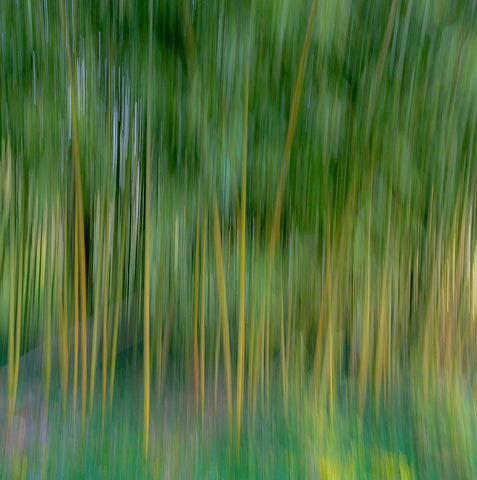 France-Giverny Abstract of bamboo forest in Monets Garden White Modern Wood Framed Art Print with Double Matting by Jaynes Gallery