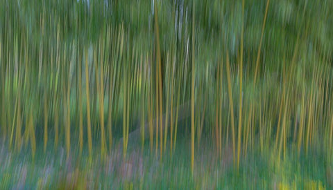 France-Giverny Abstract of bamboo forest in Monets Garden White Modern Wood Framed Art Print with Double Matting by Jaynes Gallery
