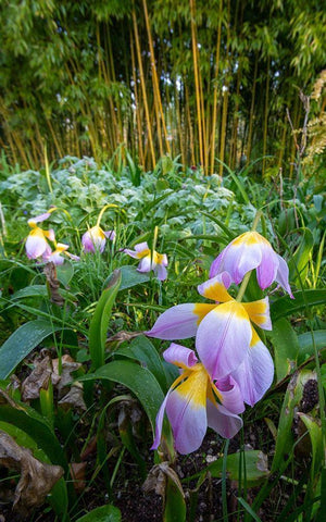 France-Giverny Spring flowers and bamboo forest in Monets Garden Black Ornate Wood Framed Art Print with Double Matting by Jaynes Gallery