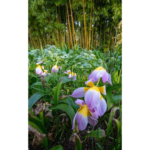 France-Giverny Spring flowers and bamboo forest in Monets Garden Black Modern Wood Framed Art Print with Double Matting by Jaynes Gallery