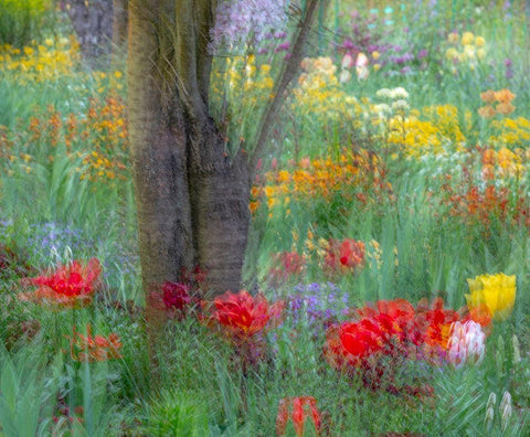France-Giverny Impression of flowers in Monets Garden White Modern Wood Framed Art Print with Double Matting by Jaynes Gallery