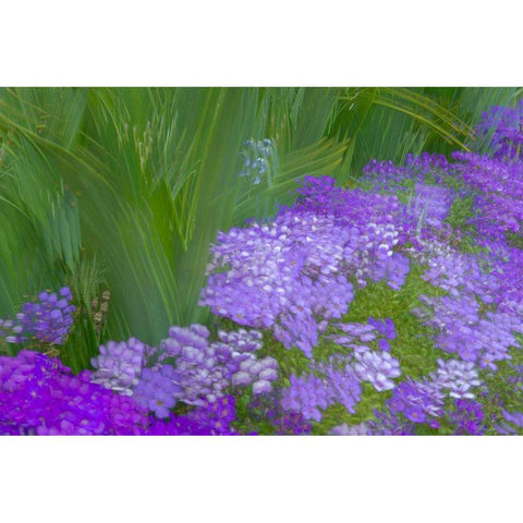 France-Giverny Impression of flowers in Monets Garden Black Modern Wood Framed Art Print with Double Matting by Jaynes Gallery