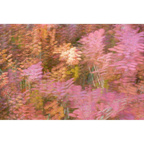 France-Giverny Impression of flowers in Monets Garden White Modern Wood Framed Art Print by Jaynes Gallery