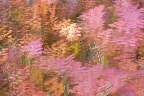 France-Giverny Impression of flowers in Monets Garden Black Ornate Wood Framed Art Print with Double Matting by Jaynes Gallery