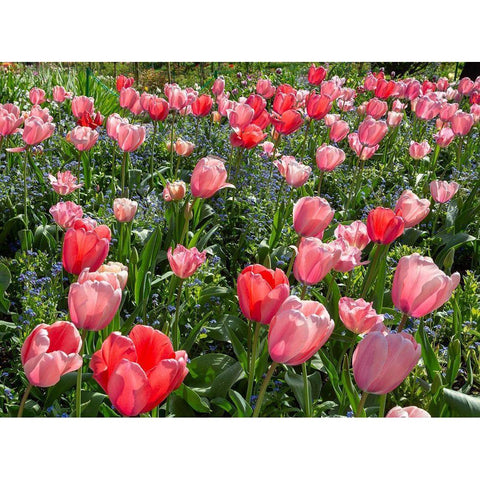 France-Giverny Pink and red backlit tulips in Monets Garden White Modern Wood Framed Art Print by Jaynes Gallery