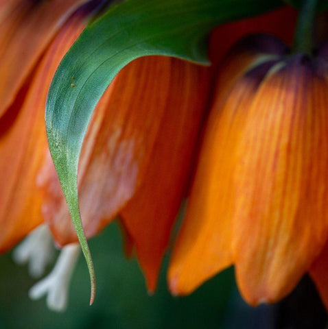 France-Giverny Close-up of orange flowers in Monets Garden White Modern Wood Framed Art Print with Double Matting by Jaynes Gallery