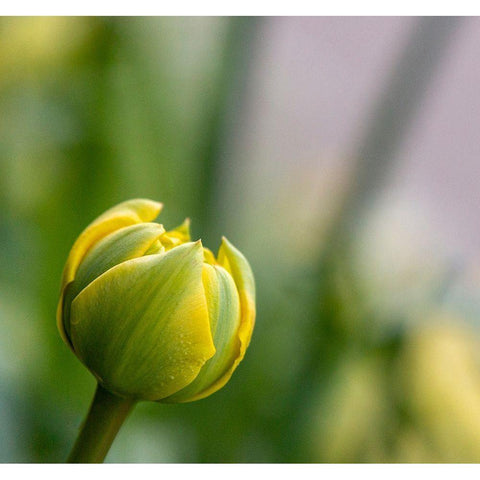 France-Giverny Close-up of a yellow tulip bud in Monets Garden Gold Ornate Wood Framed Art Print with Double Matting by Jaynes Gallery