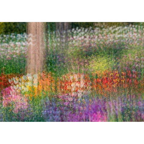 France-Giverny Impression of flowers in Monets Garden White Modern Wood Framed Art Print by Jaynes Gallery