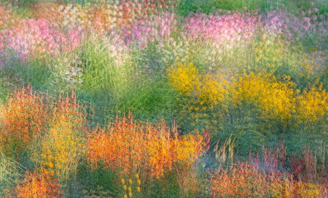 France-Giverny Impression of flowers in Monets Garden White Modern Wood Framed Art Print with Double Matting by Jaynes Gallery
