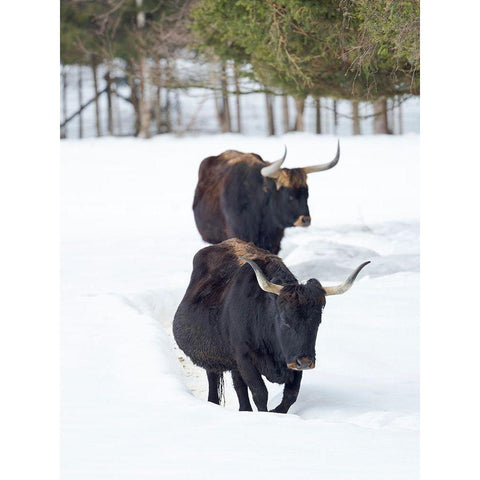 Heck Cattle an attempt to breed back the extinct Aurochs from domestic cattle Germany-Bavaria Black Modern Wood Framed Art Print with Double Matting by Zwick, Martin