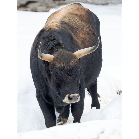 Heck Cattle -an attempt to breed back the extinct Aurochs from domestic cattle Germany-Bavaria Black Modern Wood Framed Art Print with Double Matting by Zwick, Martin