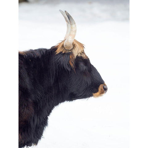 Heck Cattle -an attempt to breed back the extinct Aurochs from domestic cattle Germany-Bavaria Black Modern Wood Framed Art Print by Zwick, Martin