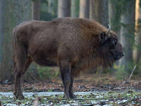 Wisent or European bison during winter Bavarian Forest National Park Germany-Bavaria Black Ornate Wood Framed Art Print with Double Matting by Zwick, Martin
