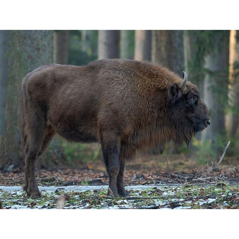 Wisent or European bison during winter Bavarian Forest National Park Germany-Bavaria Black Modern Wood Framed Art Print with Double Matting by Zwick, Martin