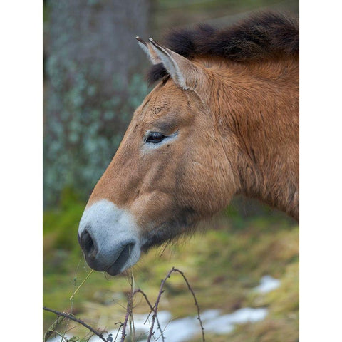 Przewalski s horse or Dzungarian horse of the National Park Bavarian Forest Gold Ornate Wood Framed Art Print with Double Matting by Zwick, Martin