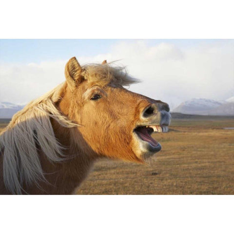 Iceland, Hofn Icelandic horse seems to laugh Black Modern Wood Framed Art Print by Anon, Josh