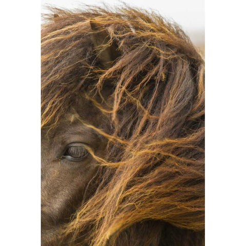 Europe, Iceland Icelandic horses head White Modern Wood Framed Art Print by Illg, Cathy and Gordon