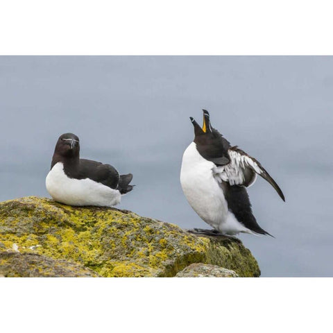 Iceland, Latrabjarg Male Razorbill in courtship Black Modern Wood Framed Art Print by Illg, Cathy and Gordon