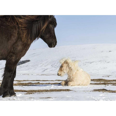 Iceland Icelandic horses Black Modern Wood Framed Art Print by Young, Bill