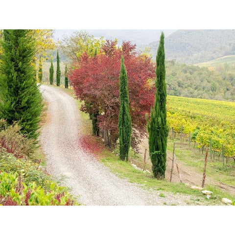 Italy-Chianti Gravel road winding through a vineyard in autumn in the Chianti region of Tuscany Black Modern Wood Framed Art Print by Eggers, Julie
