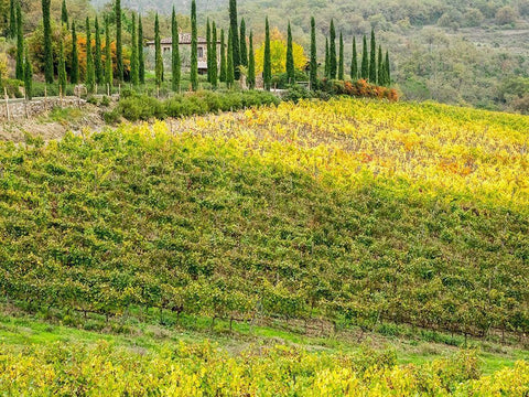 Italy-Chianti Vineyard in autumn in the Chianti region of Tuscany Black Ornate Wood Framed Art Print with Double Matting by Eggers, Julie