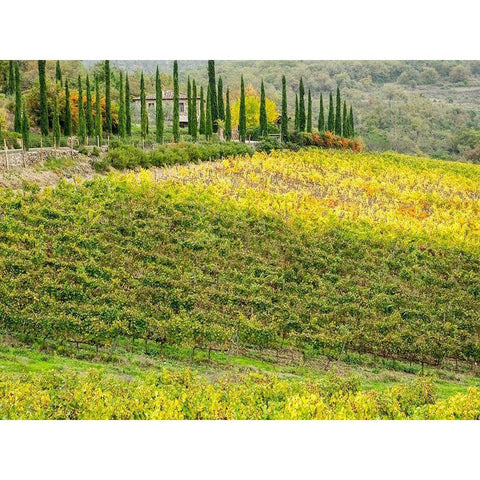 Italy-Chianti Vineyard in autumn in the Chianti region of Tuscany Black Modern Wood Framed Art Print by Eggers, Julie