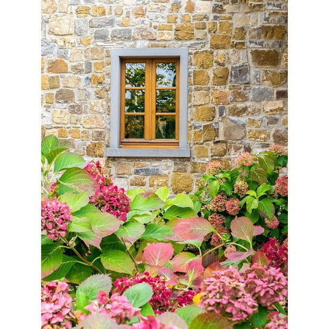 Italy-Chianti Hydrangea bush against a stone building in a vineyard Black Modern Wood Framed Art Print by Eggers, Julie