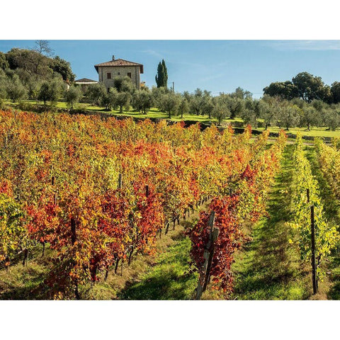 Italy-Chianti Vineyard in autumn in the Chianti region of Tuscany Black Modern Wood Framed Art Print with Double Matting by Eggers, Julie