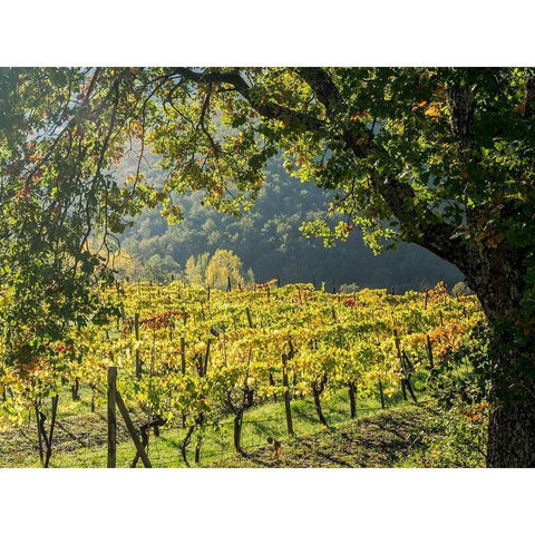 Italy-Chianti Vineyard in autumn in the Chianti region of Tuscany Gold Ornate Wood Framed Art Print with Double Matting by Eggers, Julie