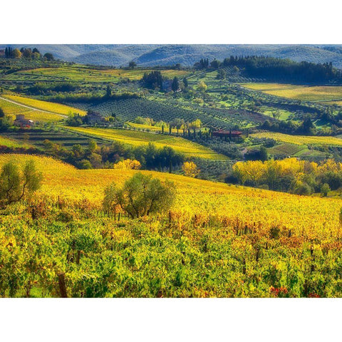 Italy-Chianti Vineyard in autumn in the Chianti region of Tuscany Black Modern Wood Framed Art Print by Eggers, Julie