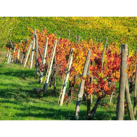 Italy-Chianti Vineyard in autumn in the Chianti region of Tuscany Black Modern Wood Framed Art Print by Eggers, Julie