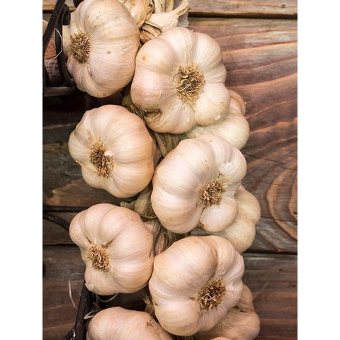 Italy-Chianti Garlic hanging in a meat shop in the town of Radda in Chianti Gold Ornate Wood Framed Art Print with Double Matting by Eggers, Julie