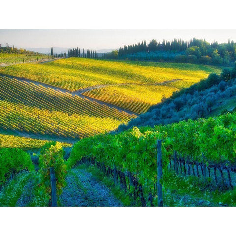 Italy-Chianti Vineyard in autumn in the Chianti region of Tuscany Black Modern Wood Framed Art Print by Eggers, Julie
