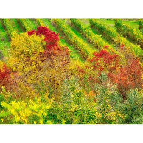 Italy-Chianti Fall colored trees in a vineyard Black Modern Wood Framed Art Print by Eggers, Julie