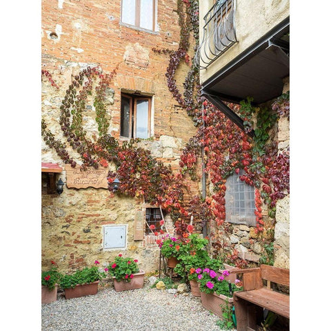 Italy-Chianti Back street alleyway with fall colored climbing vine White Modern Wood Framed Art Print by Eggers, Julie