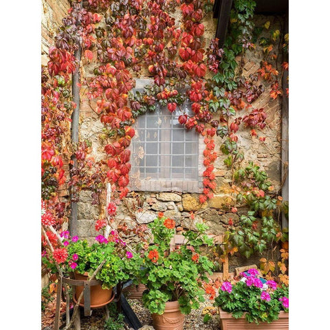 Italy-Chianti Potted pink geraniums and fall colored climbing vine on the exterior stone wall Gold Ornate Wood Framed Art Print with Double Matting by Eggers, Julie