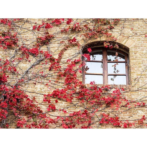 Italy-Chianti Red climbing ivy vine on a stone wall Black Modern Wood Framed Art Print by Eggers, Julie