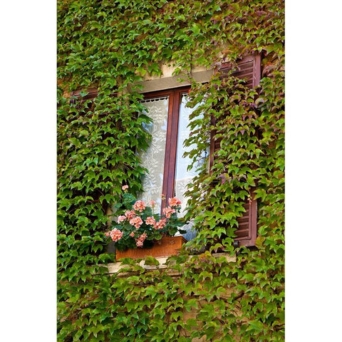 Italy-Tuscany-Montepulciano Window surrounded by ivy with pot of geraniums in hill town Black Modern Wood Framed Art Print with Double Matting by Eggers, Julie