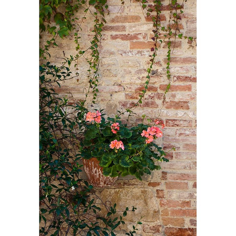 Italy-Tuscany-Montepulciano Geranium growing in a pot against an old brick building White Modern Wood Framed Art Print by Eggers, Julie