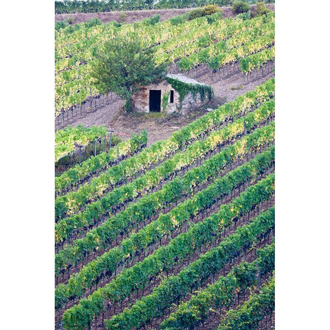Italy-Tuscany Vineyard with grapes on the vine and small shed in the field Black Modern Wood Framed Art Print by Eggers, Julie