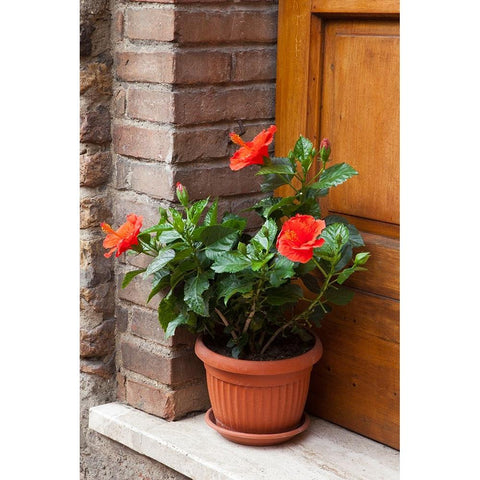 Italy-Tuscany-San Gimignano Red hibiscus flower in a pot on the doorstep of a home in San Gimignano Black Modern Wood Framed Art Print by Eggers, Julie