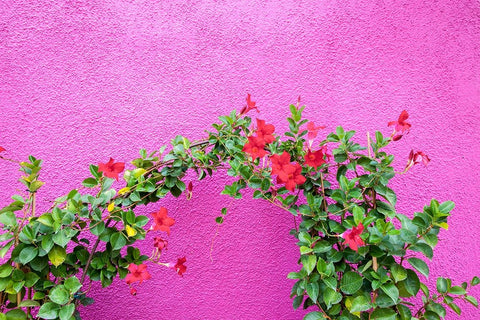 Italy-Venice-Burano Island Vining flowers against a bright pink wall on Burano Island White Modern Wood Framed Art Print with Double Matting by Eggers, Julie