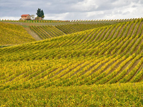 Italy-Tuscany Colorful vineyard in autumn White Modern Wood Framed Art Print with Double Matting by Eggers, Julie